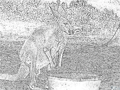 kangaroo Printable Coloring Nplooj Ntawv